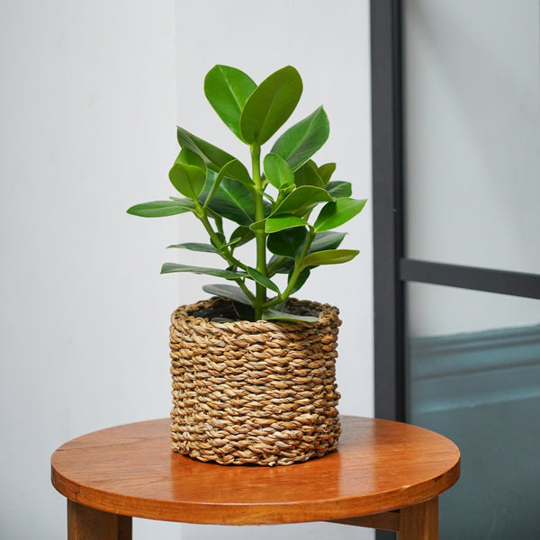 Ivyline Oslo Seagrass Lined Set Of 3 Planters