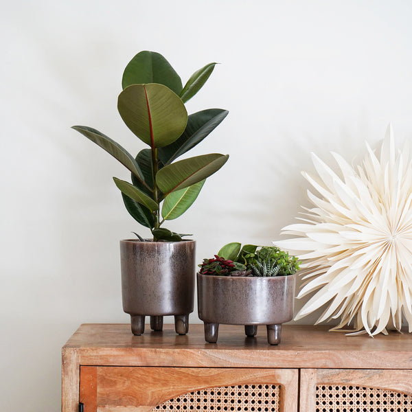 Ivyline Pisa Planter