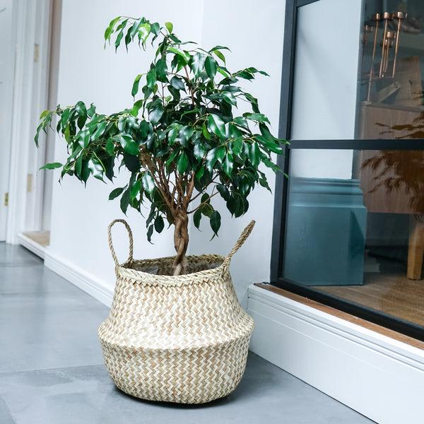 Ivyline Seagrass Chevron Lined Basket