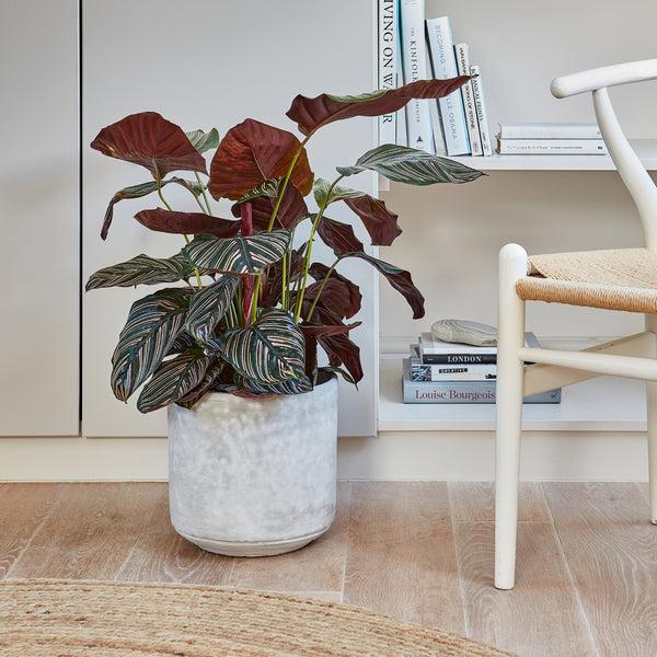 ivyline Tivoli Planter Cement