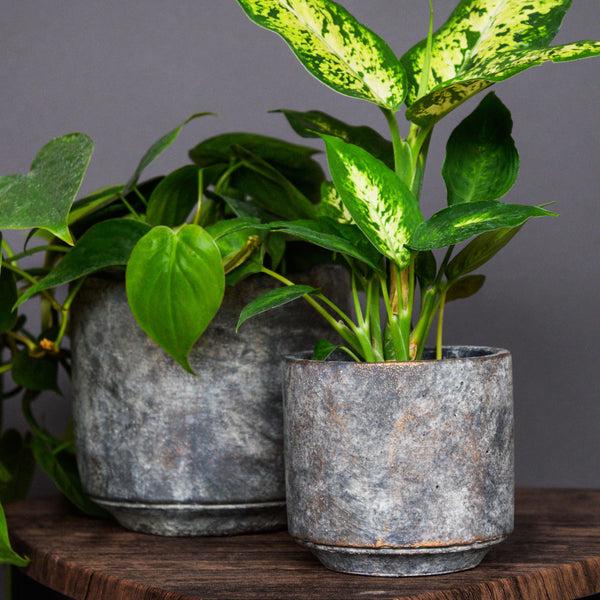 Ivyline Tivoli Planter Earth
