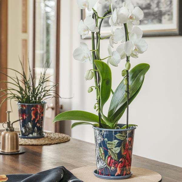 Ivyline Kew Temperate House 14Cm Planter With Saucer