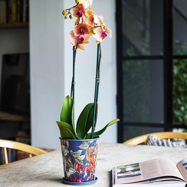 Ivyline Kew Temperate House 14Cm Planter With Saucer