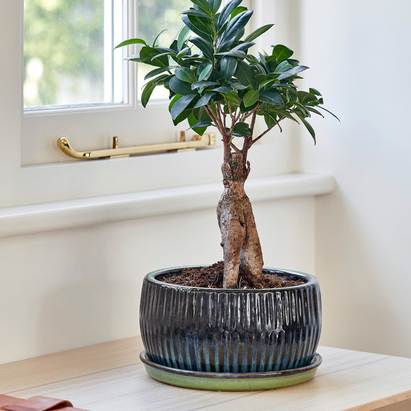 Ivyline Reactive Glaze Round Bonsai Planter Set Of 2