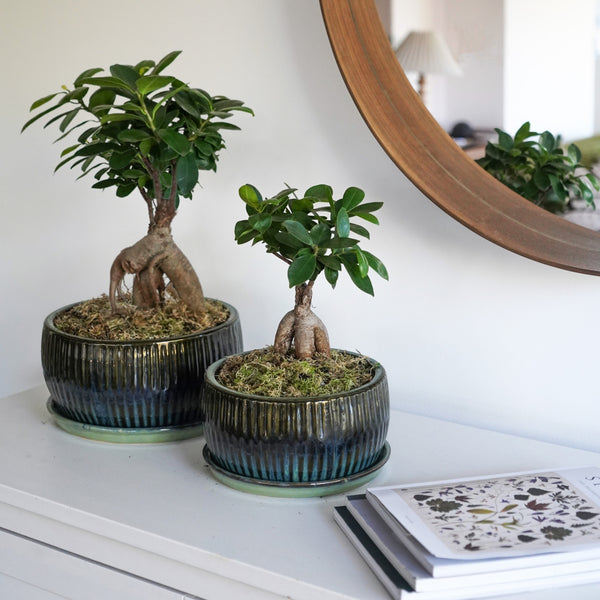 Ivyline Reactive Glaze Round Bonsai Planter Set Of 2