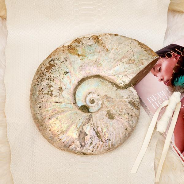 Jacquie Aiche Fossil Ammonite