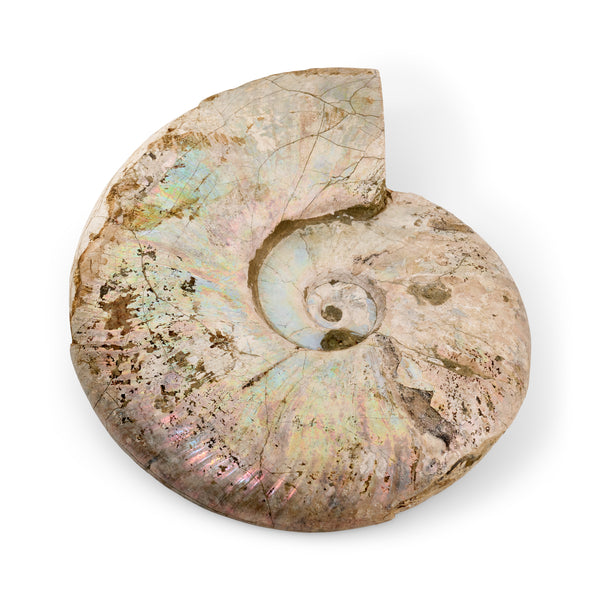 jacquie aiche Fossil Ammonite