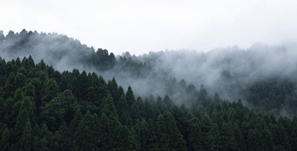 Japan Best Kame Mannen Optical 108 MBR