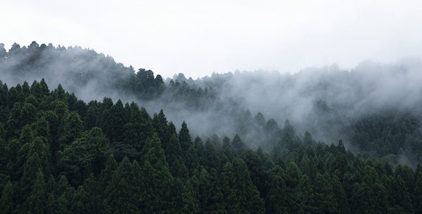 Japan Best Kame Mannen Optical 74 TI