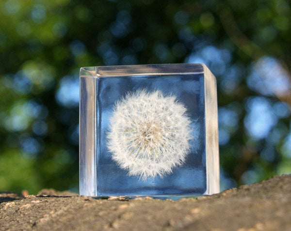 Japan Best Large Acrylic Dandelion Cube