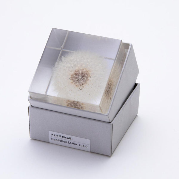 Japan Best Large Acrylic Dandelion Cube
