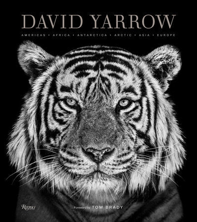 jnb DAVID YARROW