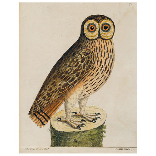 john derian #1-Great Brown Owl (p 273) 11" x 14" Rect. Tray