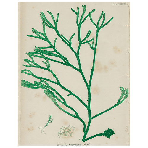 john derian #16 Seaweed (CLXXXII) (p 143) 11" x 14" Rect. Tray