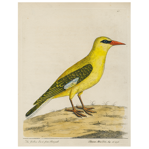 john derian #20-Bengali Yellow Bird (p 281) 11" x 14" Rect. Tray