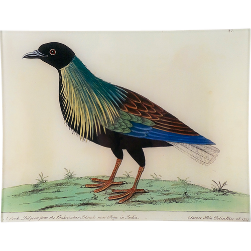 john derian #53 - Nicobar Pigeon Cock 10" x 13" Rect. Tray
