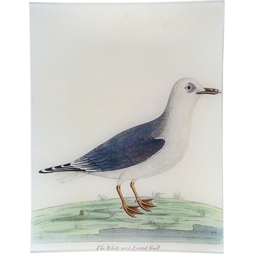 john derian #55 - White Web Footed Gull 10" x 13" Rect. Tray