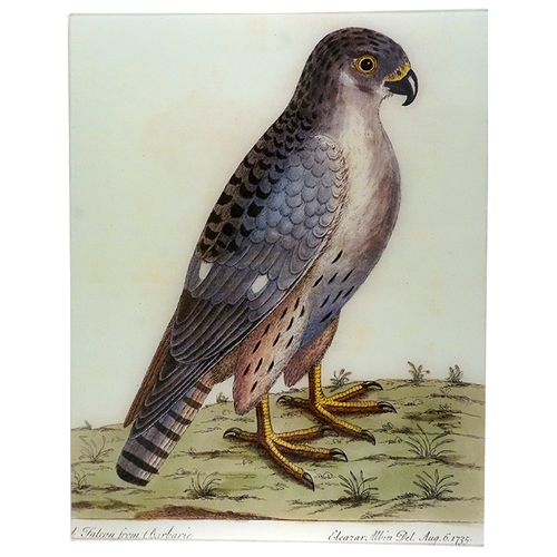 john derian A Falcon from Barberie 17 x 22" Rect. Tray