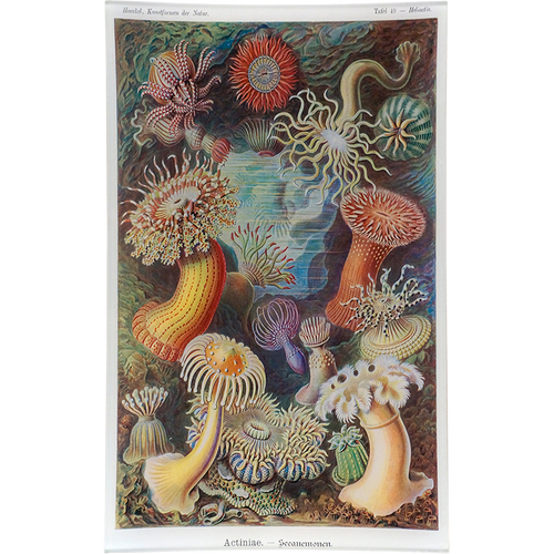 john derian Actiniae (Sea Anemones) 10 x 16" Rect. Tray