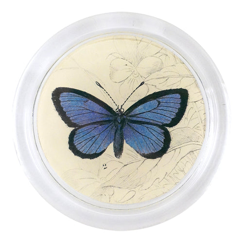 john derian Alcon Blue Butterfly (19th c. Naturalist) 4" Coaster