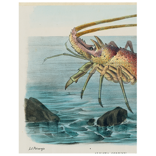 john derian Aliusta Comune Lobster (p 297) 11" x 14" Rect. Tray