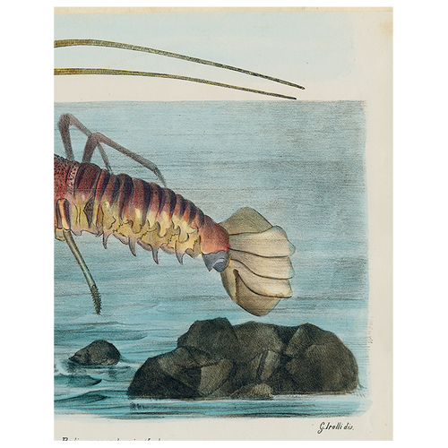 john derian Aliusta Comune Lobster (p 298) 11" x 14" Rect. Tray