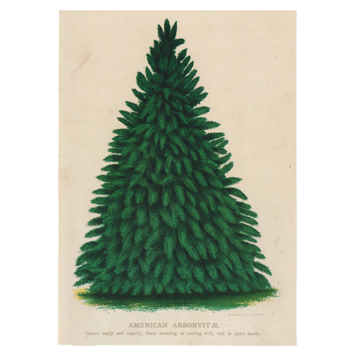 john derian American Arborvitae Card With Envelope (Pack of 6)