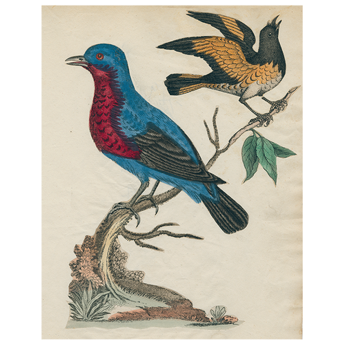 john derian American Red Start (Facing Right) (p 54) 11" x 14" Rect. Tray