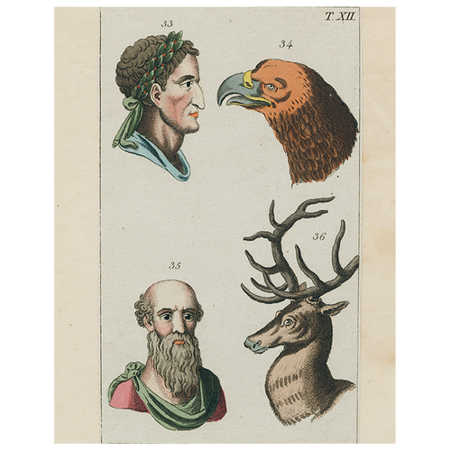 john derian Animal Profiles-Eagle (p 289) 11" x 14" Rect. Tray