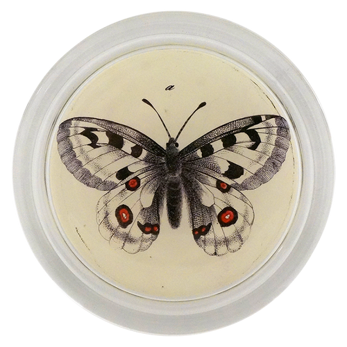 john derian Appollou Swallowtail Butterfly 6" Coaster
