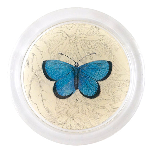 john derian Argus Butterfly (19th c. Naturalist) 4" Coaster