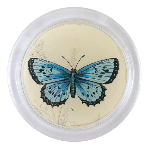 john derian Arion Butterfly (19th c. Naturalist) 4" Coaster