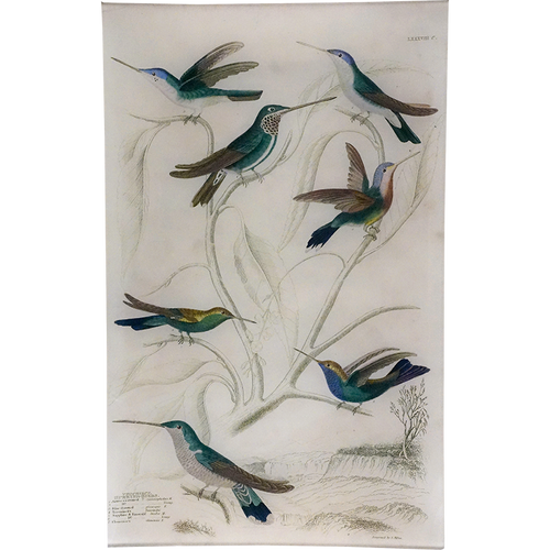 john derian Azure-crowned Hummingbirds 10 x 16" Rect. Tray