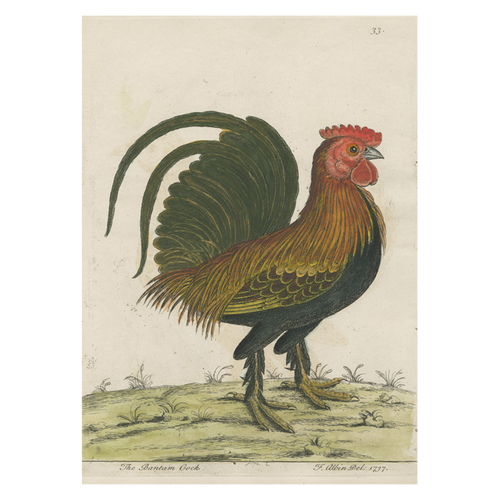 john derian Bantam Cock Card With Envelope (Pack of 6)