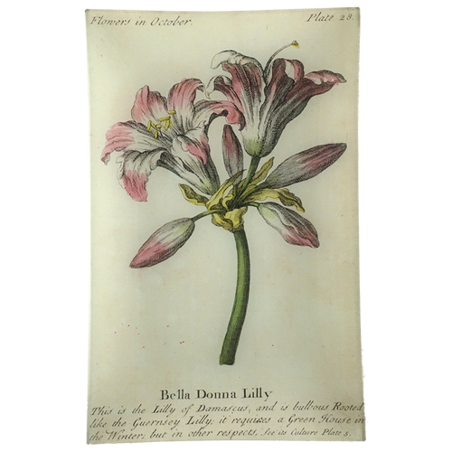 john derian Bella Donna Lily (Floral) 9 x 14" Wall Tray