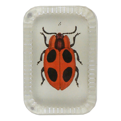 john derian Big Dot Ladybug Dotted Edge Large Paperweight