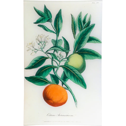 john derian Bitter Orange - Citrus Aurantium (History of Plants) 10 x 16" Rect. Tray