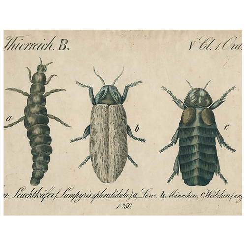 john derian Black Beetle / Brown Insects (p 189) 11" x 14" Rect. Tray