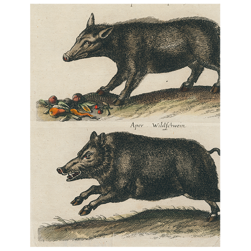 john derian Black Boar / Wild Boar (p 243) 11" x 14" Rect. Tray