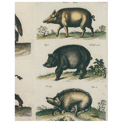 john derian Black Boar / Wild Boar (p 244) 11" x 14" Rect. Tray