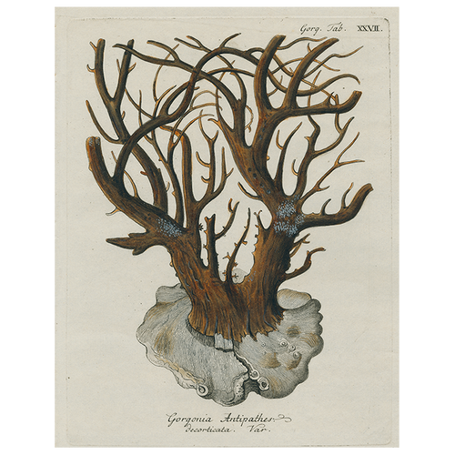john derian Black Coral - Gorgonia (p 48) 11" x 14" Rect. Tray