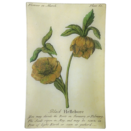 john derian Black Hellebore (Floral) 9 x 14" Wall Tray
