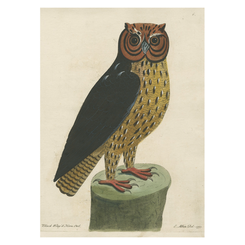 john derian Black Wing'd Horned Owl Card With Envelope (Pack of 6)