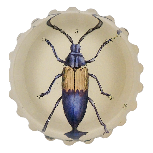 john derian Blue Beetle (Desmocerus cyaneus) Scalloped Charm