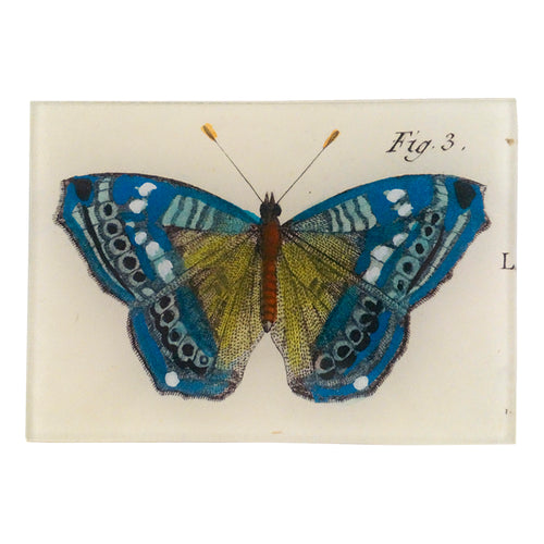 john derian Blue Butterfly Fig. 3 3.5 x 5" Tiny Rect. Tray