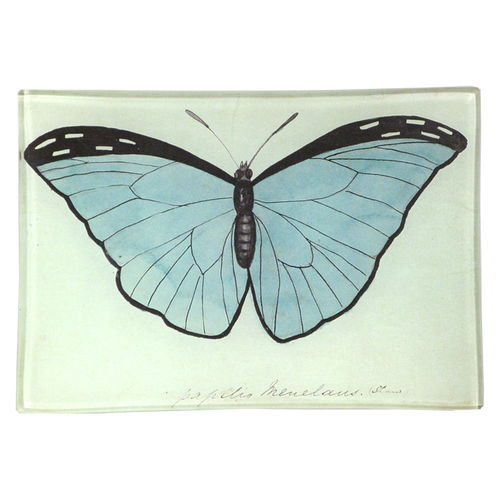 john derian Blue Papilio (Butterfly) 4.5 x 6.5" Mini-Tray