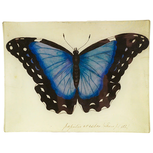 john derian Blue Papilio Erector 8 x 10.5" Rect. Tray