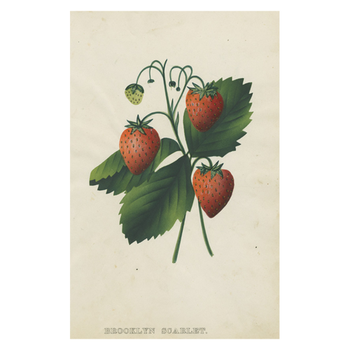 john derian Brooklyn Scarlet (Strawberry) Postcard (Pack of 10)