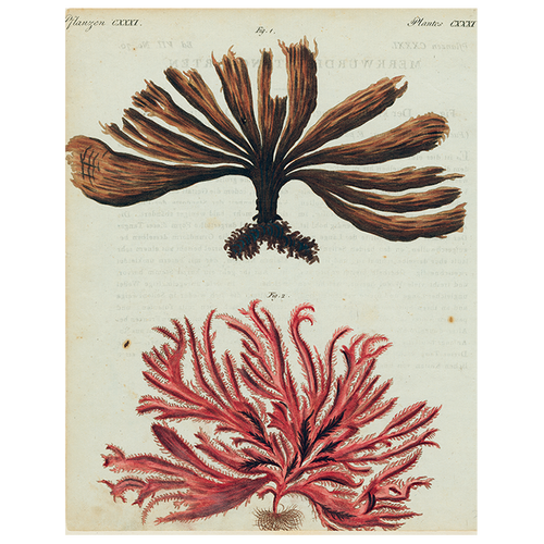 john derian Brown and Red Seaweed (p 121) 11" x 14" Rect. Tray