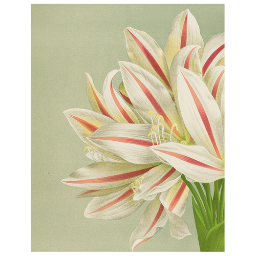 john derian Brunswigia Massaiana (p 141) 11" x 14" Rect. Tray